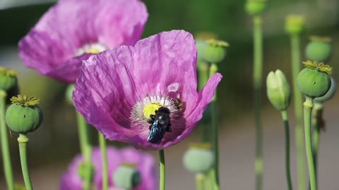 Bees On Beautiful Flower 😲😲🌳🌲