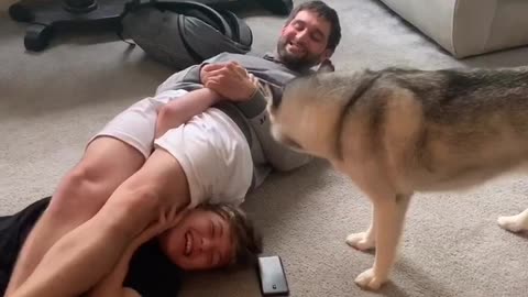 Protective Husky Rescues Her Wrestling Brother and Uncle