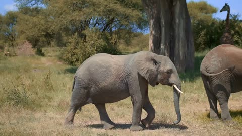 Amazing portrait of african elephants passing by tourists in suv in safari park