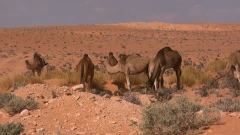 Experience the Stunning Beauty of Sahara and Dubai Deserts in Breathtaking Drone Footage