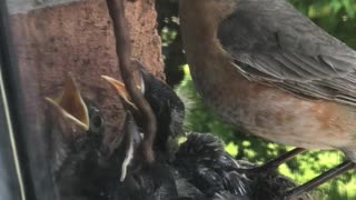 Nine Day Old Robins Getting Fed