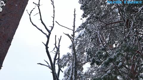 Woodpecker enjoying beautiful winter day