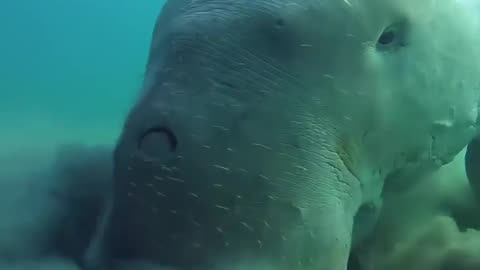 Funny sea cow