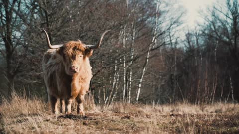 highland cows