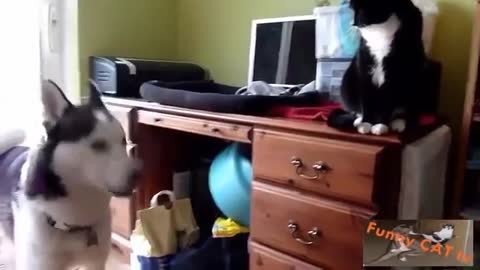 Show what happened when cats and dogs meet together for the first time ever.