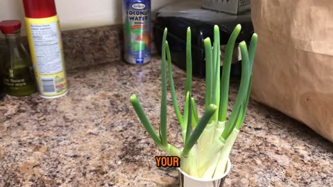 how to cut and store green onions and regrow them