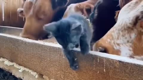 The cat is walking in front of the buffaloes, not letting the buffaloes walk