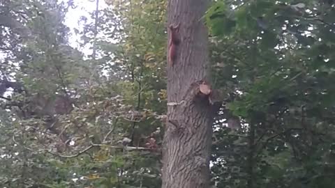 Squirrel's run on Tree