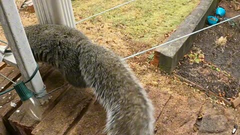 Feeding Mika The Squirrel peanut and almonds 🐿️.