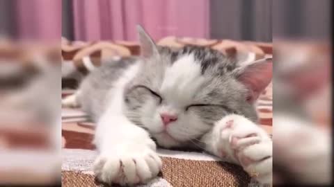 Baby Cats - Cute and Funny Cat Videos Compilation #22 #Shorts