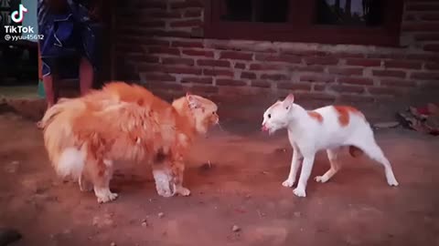 Angry Cat fight 🤣