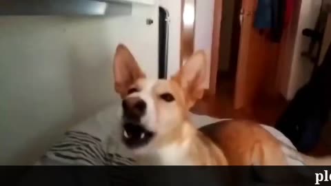 Despacito song by dogs 🤩 (dog sound)