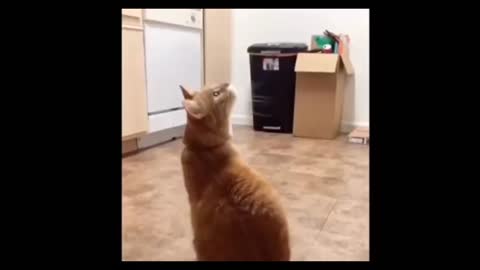 Cat, reaction to playing Ballon ,funny cat Ballon reaction compilation