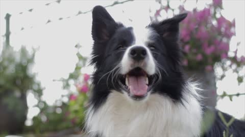 Dog Taking a Break Outdoors