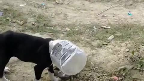 Helping Dog#video#viral#reelsshort video#Amit help club