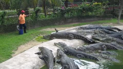 Crocodile feeding😄