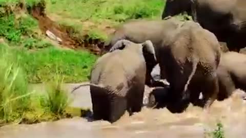 Mom Elephant struggling to save baby from flood