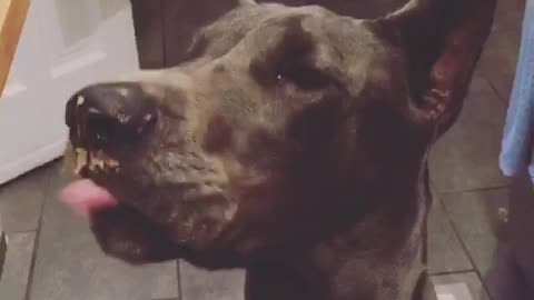 Big grey dog licking peanut butter off face