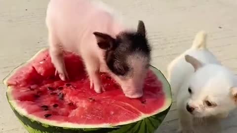 pig dog and watermelonSugar