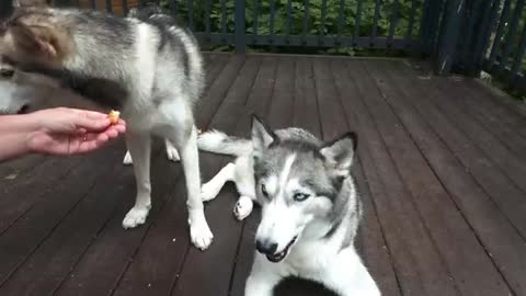 Huskies Eating Bacon Bread-sticks