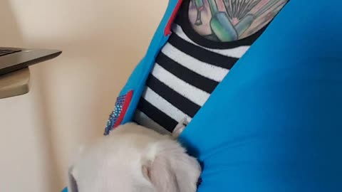 Content Puppy Snores in Makeshift Sling