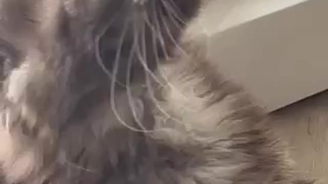 Funny cat. Young maine coon loves playing.