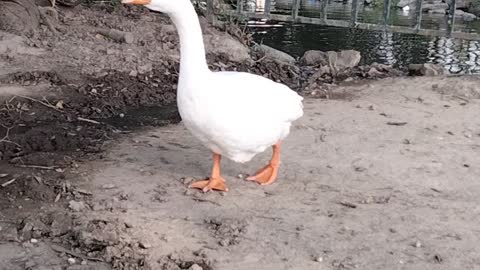 White Goose Pet Video By Kingdom of Awais