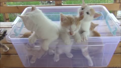 Kittens meowing (too much cuteness) - All talking at the same time!