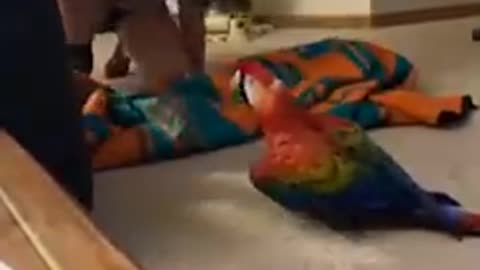 Parrot Screams During Peekaboo