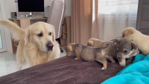 Golden retriever meets puppies for the first time