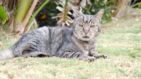 Slow Motion Footage of the Movement of a Big Cat Sprawled in the Grass