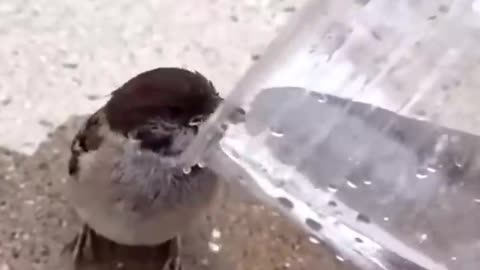 Beautiful bird drinking water in jug 😲😲