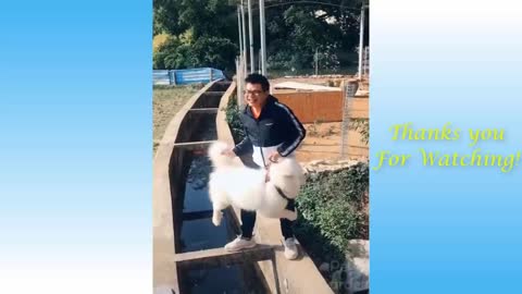 Cute Pets And Funny Animals Compilation Pets Garden 03