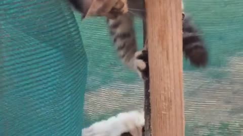 Brown and white kittens climb wooden fence post