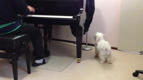 Talented pup sings along to piano performance