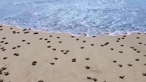 rapture turtles heading to the sea