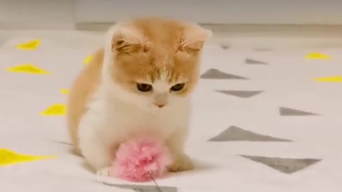 Love cat dancing～～ cute～～