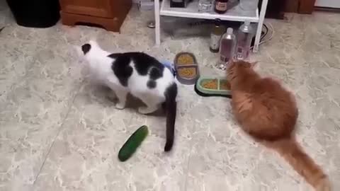 WHY CAT AFRAID OF CUCUMBERS???