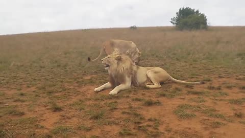 Lion attacked a man