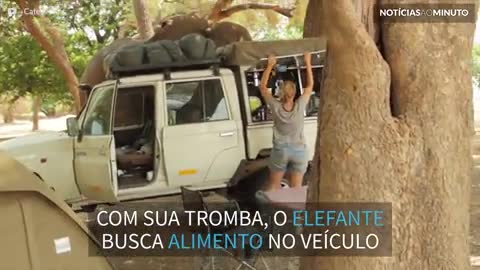 Elefante invade acampamento a procura de comida