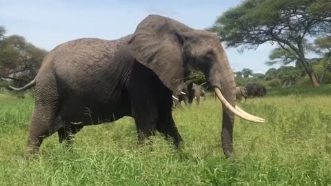 A very beautiful elephant is eating in the forest