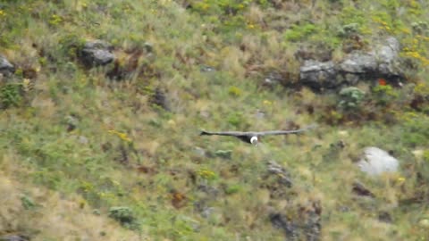 Video: La belleza del cóndor de Los Andes sobrevuela así por Santurbán