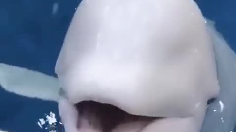 Feed the white dolphins