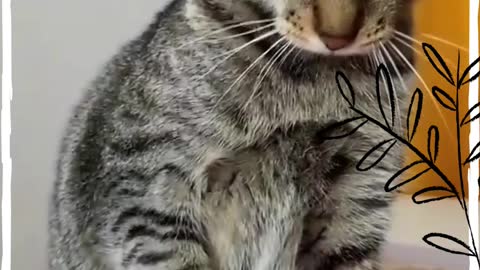 CAT DOESN'T LIKE TO BE TOUCHED! - FUNNY CATS AND CUTE