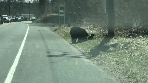 Momma bear struggles with cubs ll viral hog