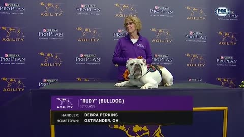 Watch Rudy the Bulldog crush the 2019 WKC Masters Agility course