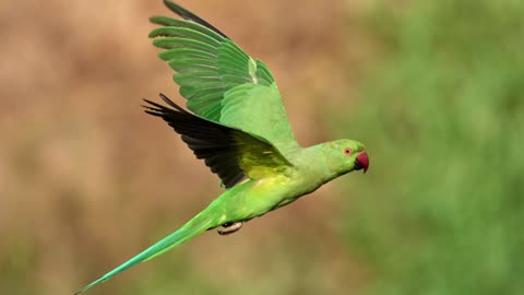 The Ring Necked Parakeet: Close Up HD Footage (Psittacula krameri)