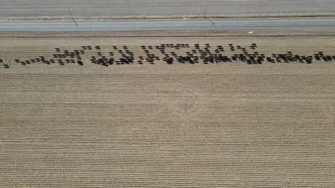 Cattle Drive - to SH71 field - #3