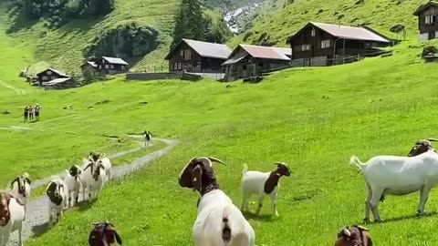 Cute lambs are calling friends in the distance