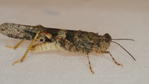 Grasshopper Insect Locust Found In My Room